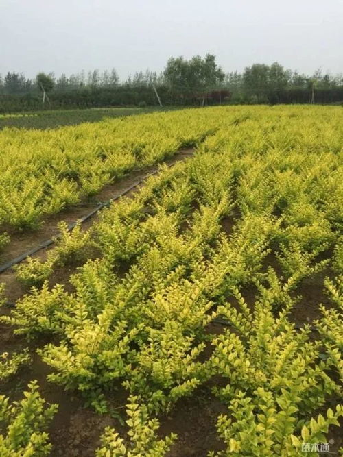 恭賀沭陽縣榮添園林綠化苗木場入駐苗木通 服務一流，價格優惠