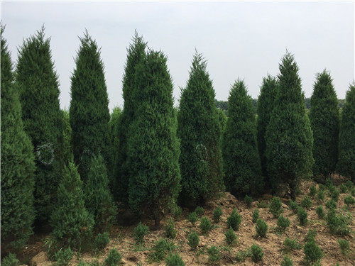陜縣河南檜綠化苗木服務(wù) 放心可靠的綠色選擇與農(nóng)副產(chǎn)品銷售