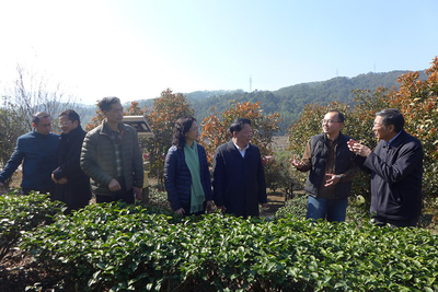 福建省臺聯(lián)赴漳州調(diào)研兩岸融合發(fā)展工作，聚焦農(nóng)副產(chǎn)品銷售新路徑