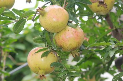 安徽賽宇 以匠心深耕樹木種植，用善心鑄就企業發展