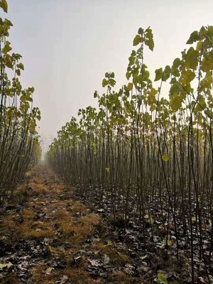 2020-2021年無絮楊樹苗市場報價分析與農副產品銷售策略探討